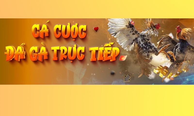 Game Đá gà Onbet online ấn tượng hiện nay